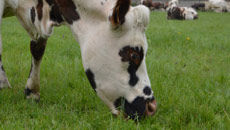 formation pour l'élevage bovin et la production de lait