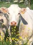 Vache et production bovine pour la viande