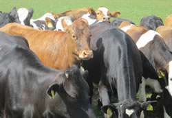 troupeaux vaches metis