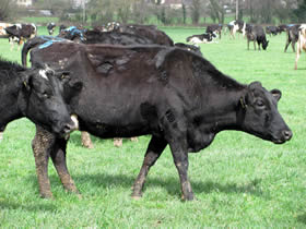 Croisement KIWI, typique de Nouvelle-Zélande: Holstein x Jersiais