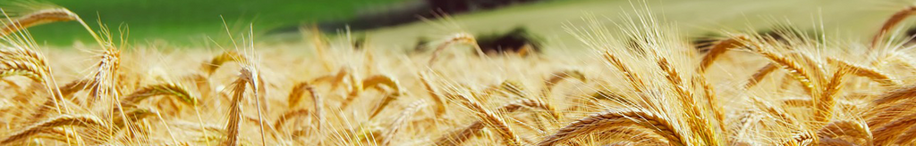 bandeau des cultures en Normandie et champ de blé