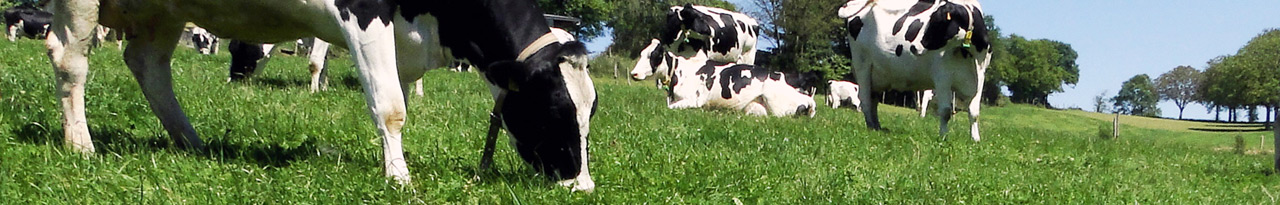 production de lait et élevage de bovins dans une prairie