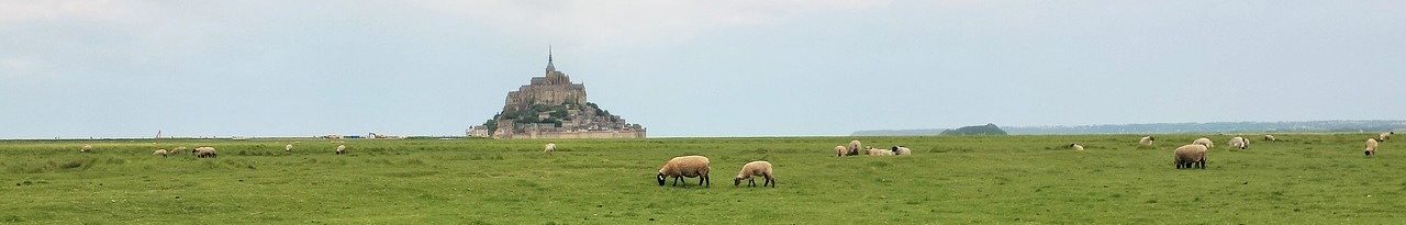 moutons devant le mont saint michel