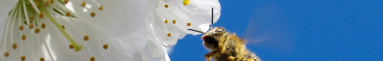 Préserver la biodiversité (abeilles et pollinisateurs) et les paysages. 