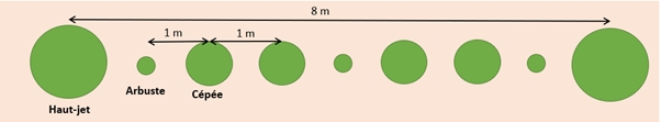 Exemple de schéma de plantation de haie à 3 strates à vocation biomasse