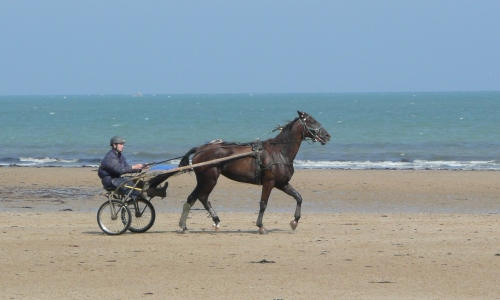 Equin travail à la plage