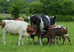 formation Élever mes veaux avec des vaches nourrices