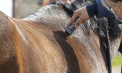 formation sur l'utilisation de l'acupuncture sur les chevaux