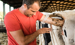 Formation Normandie : Pratiquer l'insémination artificielle sur mes vaches