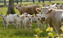Formation pour éleveurs de bovins allaitants : Démarrer et conduire mon troupeau allaitant