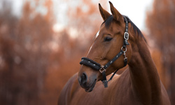 formation sécurisation des ventes de chevaux avec un contrat formalisé