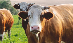 Réaliser des échographies sur des vaches