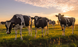 Formation Normandie : Signes des vaches : observer mon troupeau d'un oeil nouveau