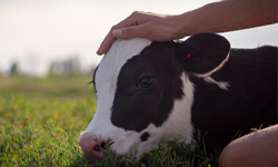 formation Maitriser les actes de soin en élevage bovin