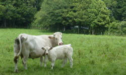 formation Élever mes veaux avec des vaches nourrices