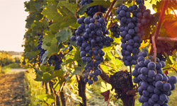 Cultiver la vigne en Normandie : Démarrer mon projet viticole