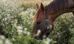 formation homéopathie pour les chevaux