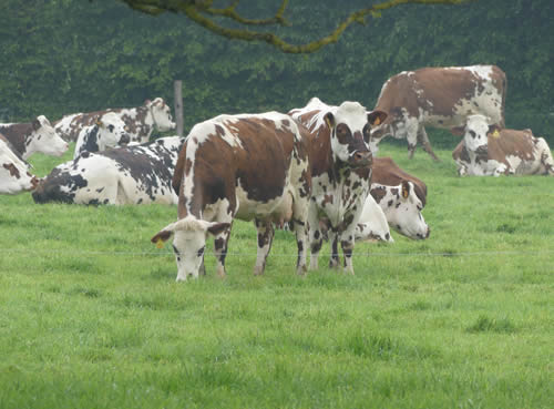 Les vaches de la ferme expérimentale Normande de la Blanche Maison (50)